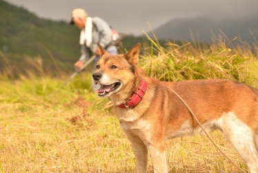 빨간 목줄을 가진 개.