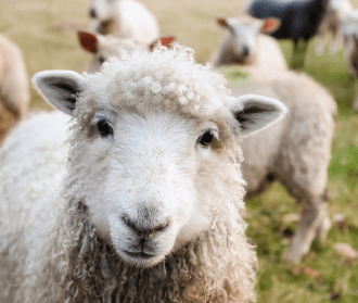 남녀 띠별 궁합