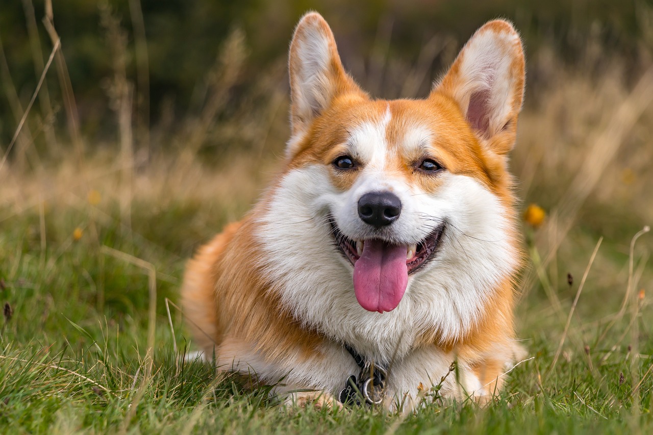 웰시 코기(Welsh Corgi)
