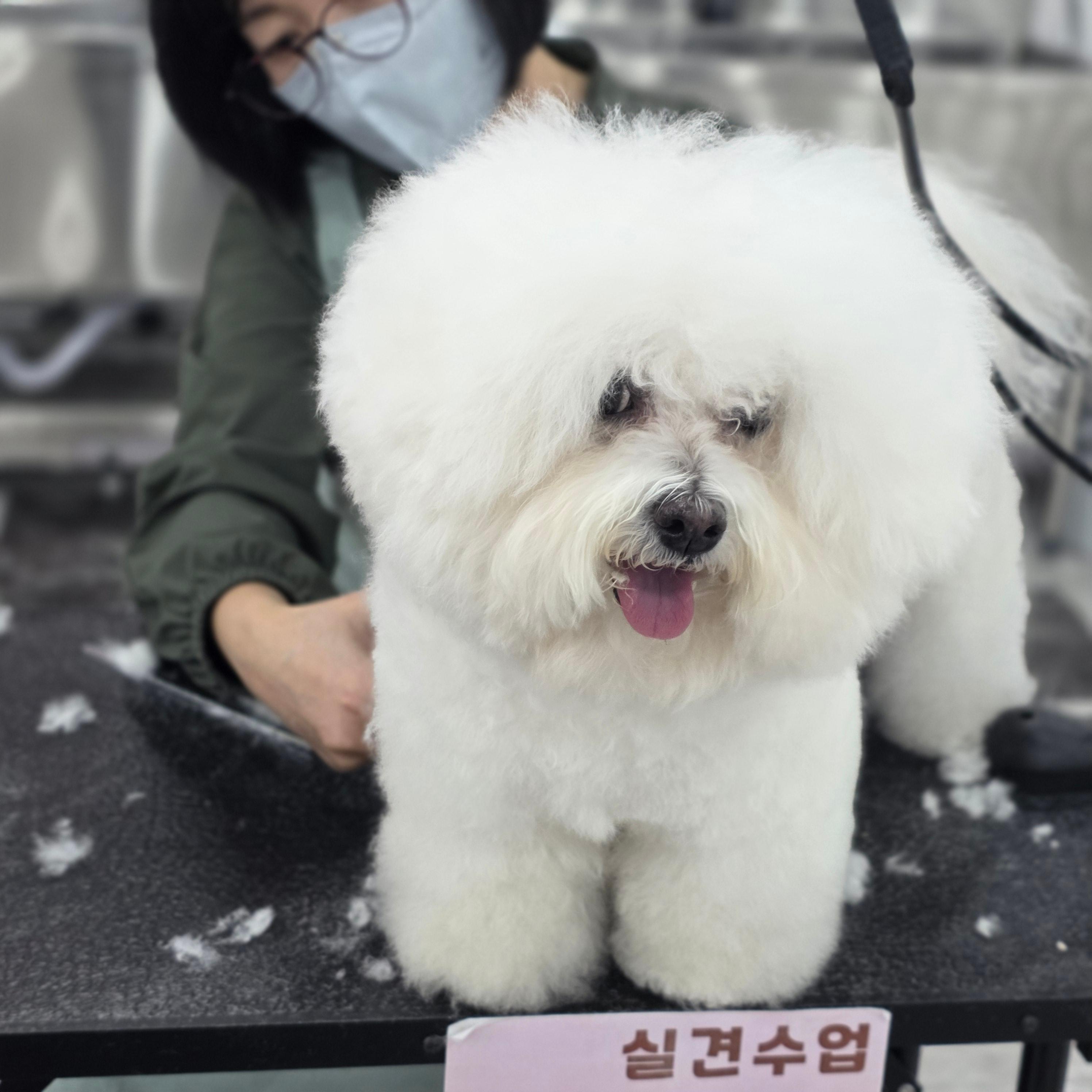 구미애견미용학원