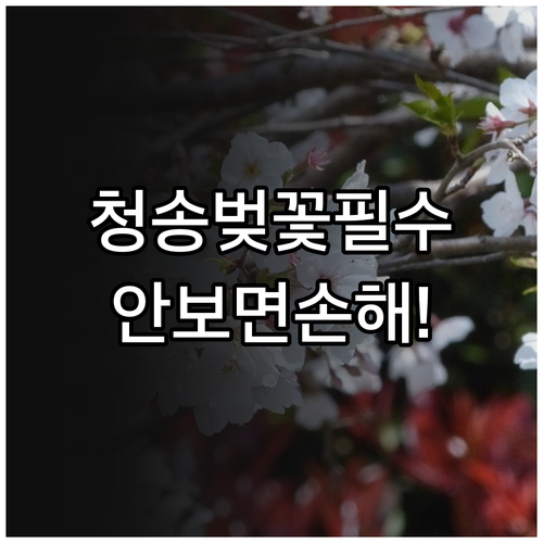 청송 벚꽃 축제 일정과 용전천 주왕산..