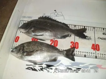 디낚 점주 조황 전국 바다낚시 출조 꿀팁_7