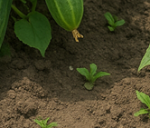 오이지 물없이담그는방법