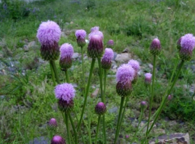 지칭개의 효능 6가지와 먹는 법&amp;#44; 꽃말&amp;#44; 부작용