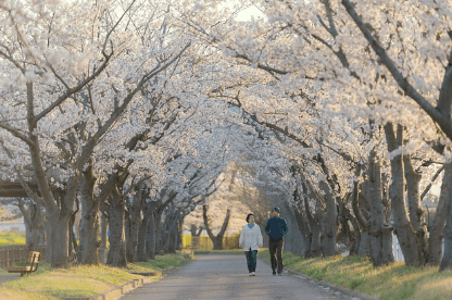 남산 벚꽃 축제