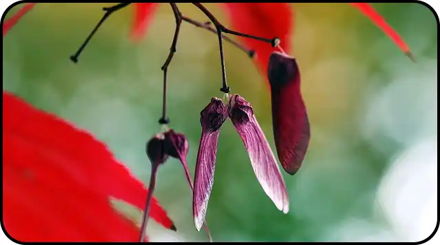 2024년 내장산 단풍절정시기