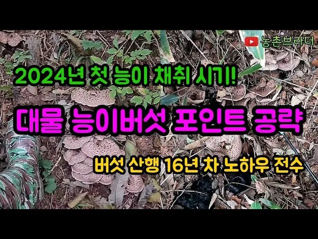 능이버섯 채취시기 산행 정보를 정리_2