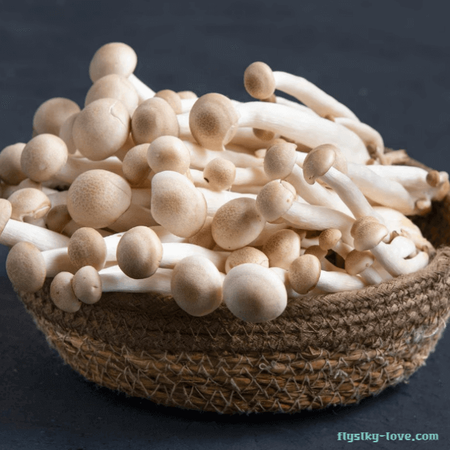 보약 버섯 해송이 버섯