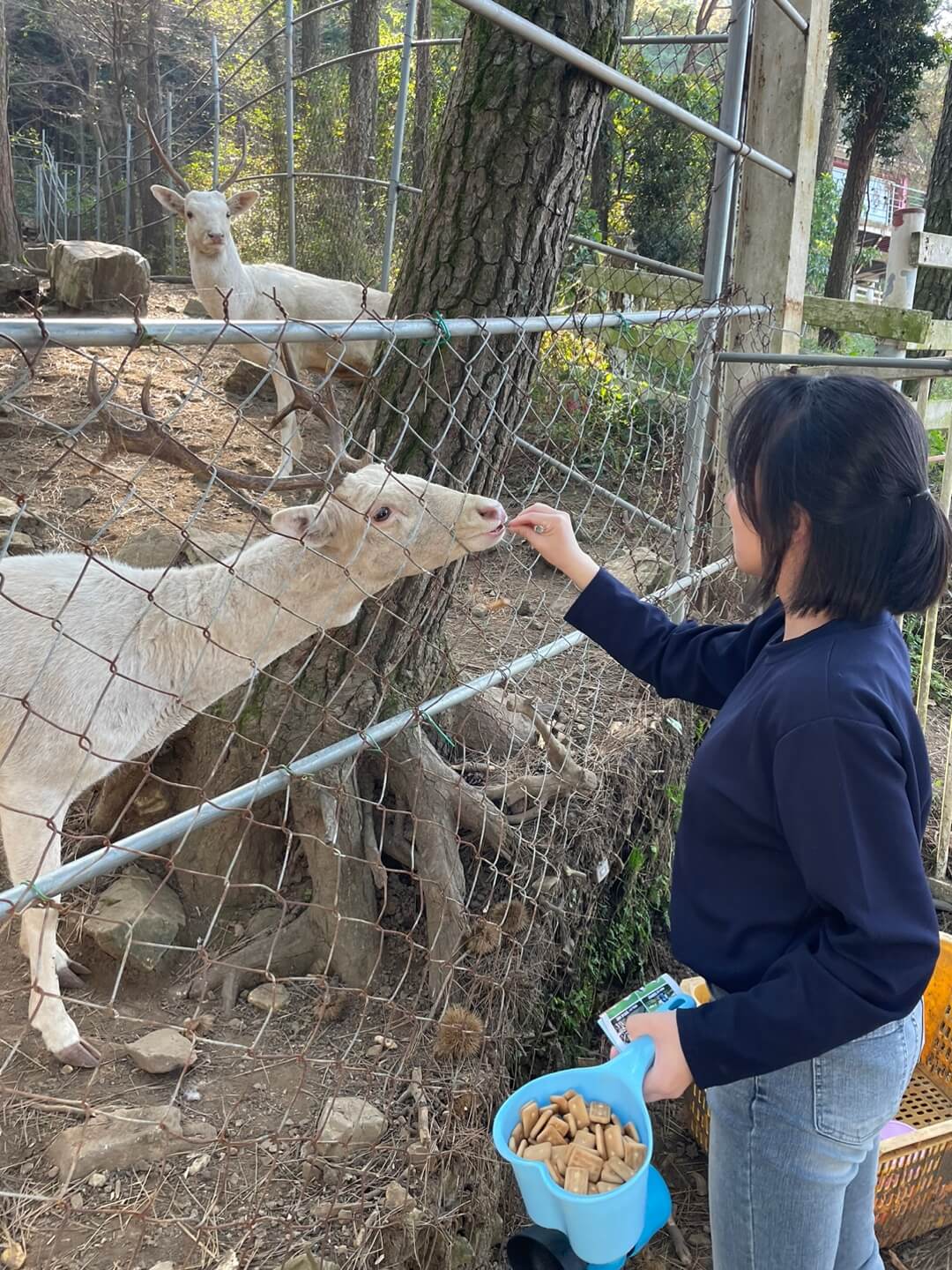남해 상상양떼목장