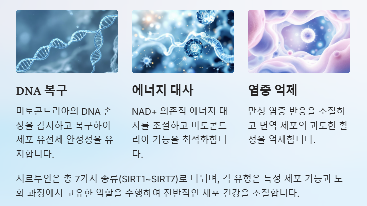 시르투인