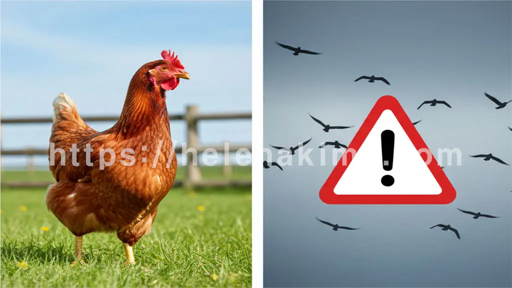 왼쪽 이미지는 닭, 오른쪽에는 철새가 나르는 모습.