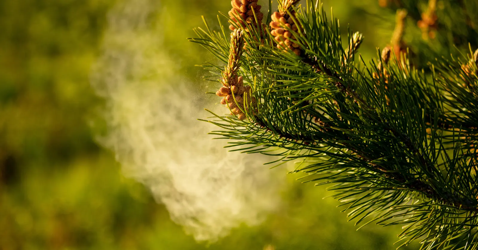 알레르기 예방법 실천 체크리스트 (출퇴근용)
