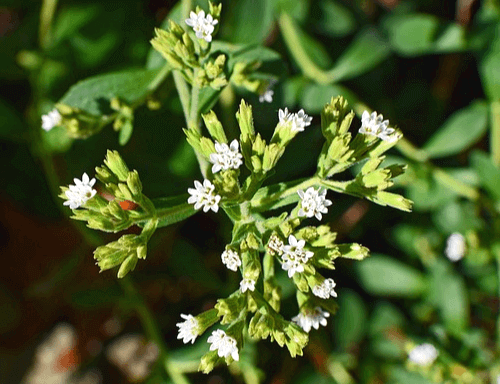 노색의 스테비아 잎이 있고 작고 하얀 꽃들이 가득 피었다.