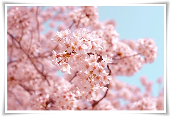 "벚꽃" 희망과 새로운 시작의 상징 봄의 전령사!