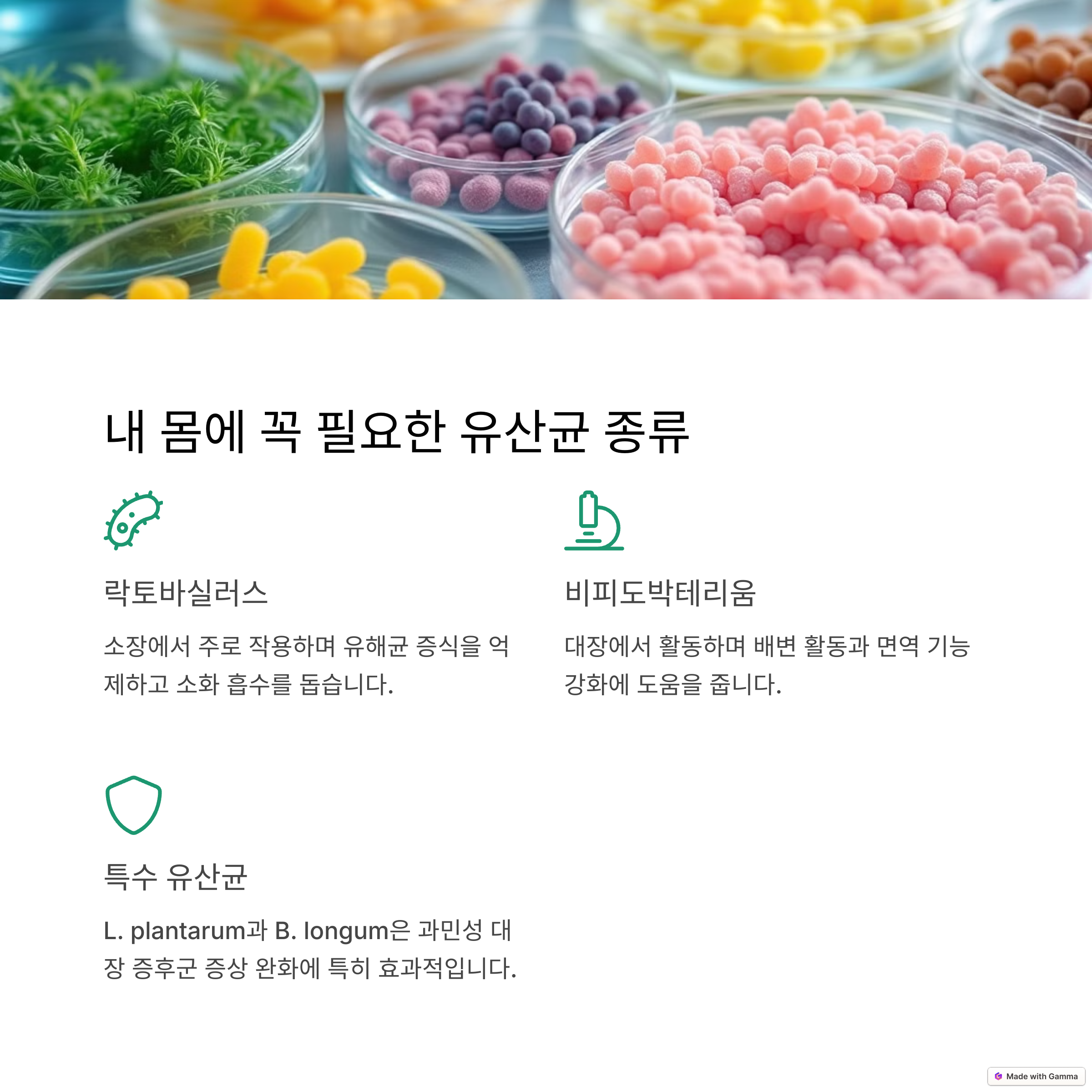 락토바실러스, 비피도박테리움 등 유산균 종류와 장 건강 효능 소개