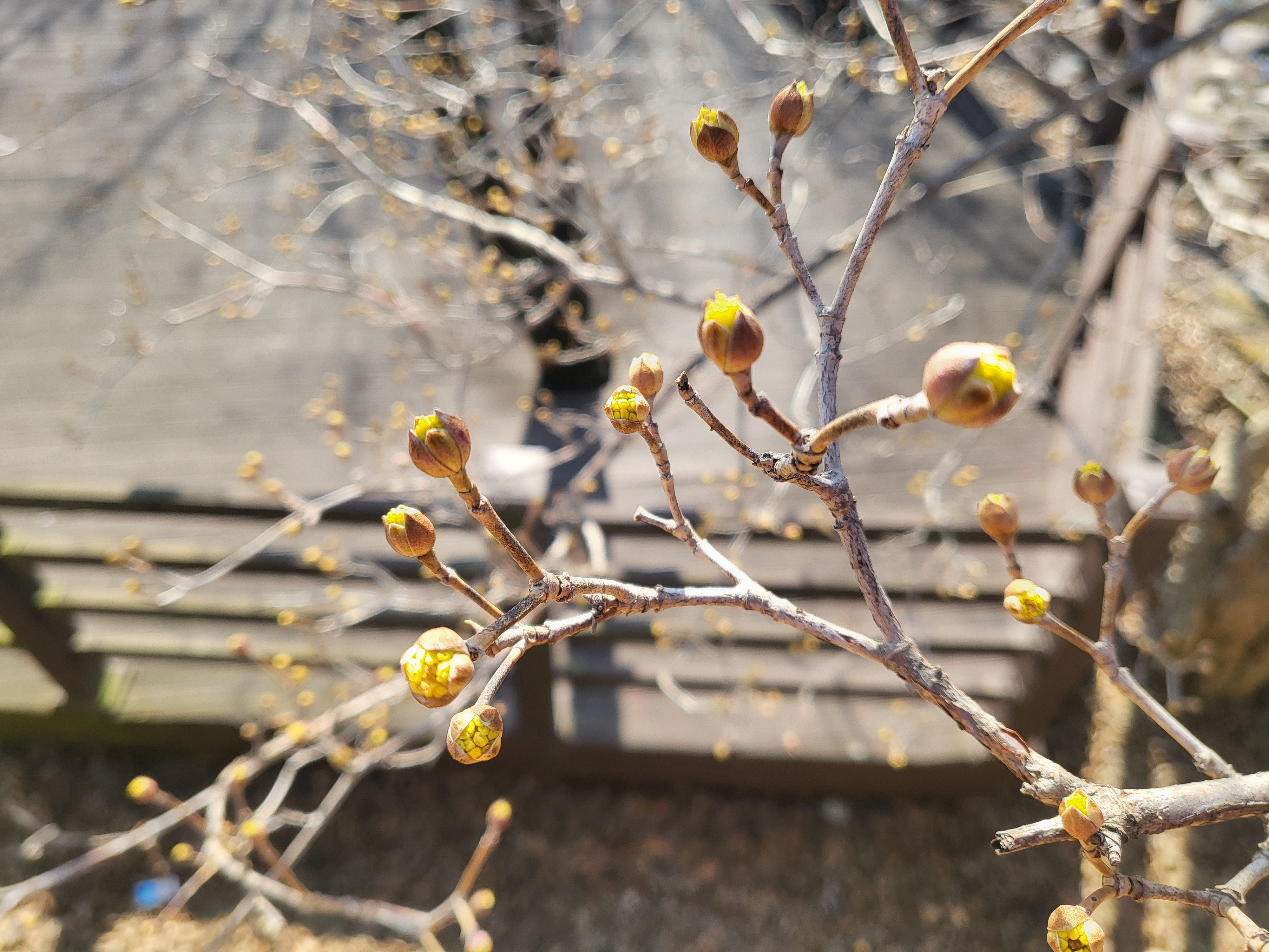 2월말 산수유 꽃망울