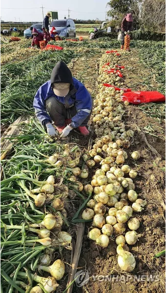 nv_양파 수확시기_15
