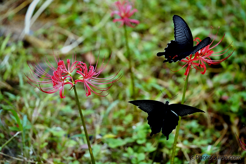 꽃무릇-나비-사진