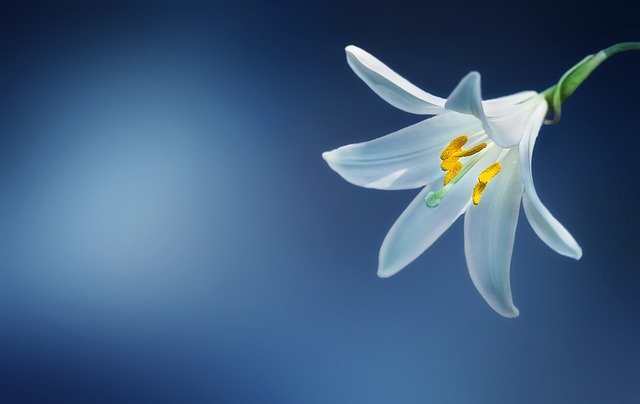 백합