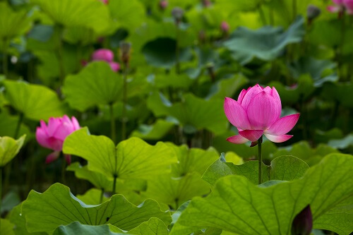 7월 꽃축제 꽃구경 인생사진 명소