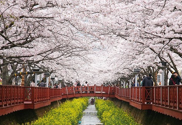 여좌천 로망스 다리