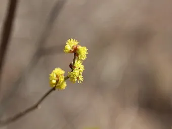 생강나무 꽃 개화시기 모양 특징_24