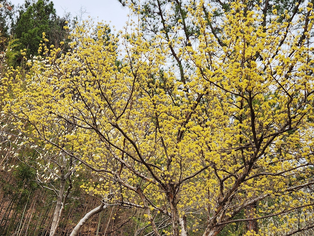 산수유