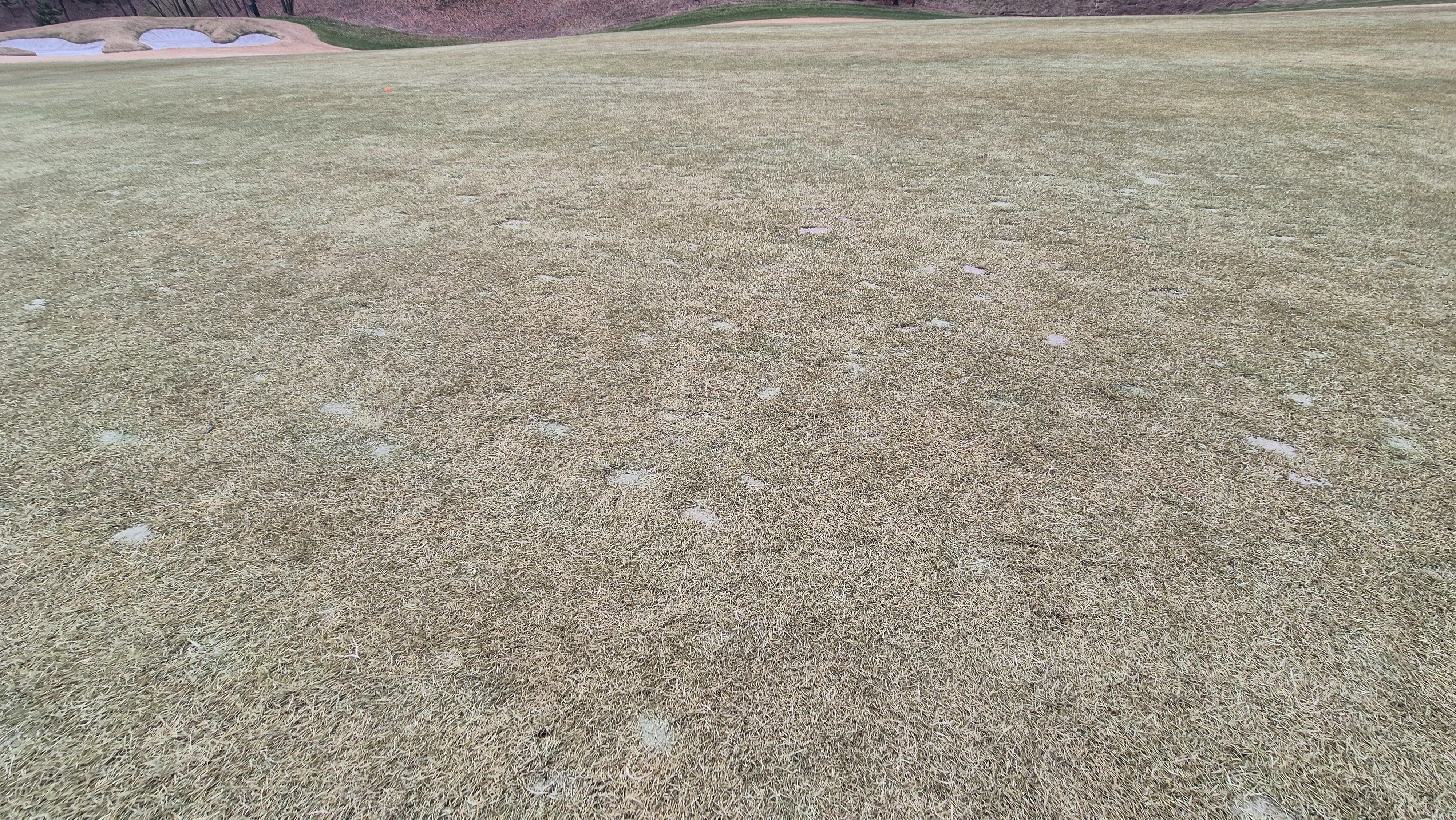 더헤븐cc 사우스-웨스트 코스 관리 상태