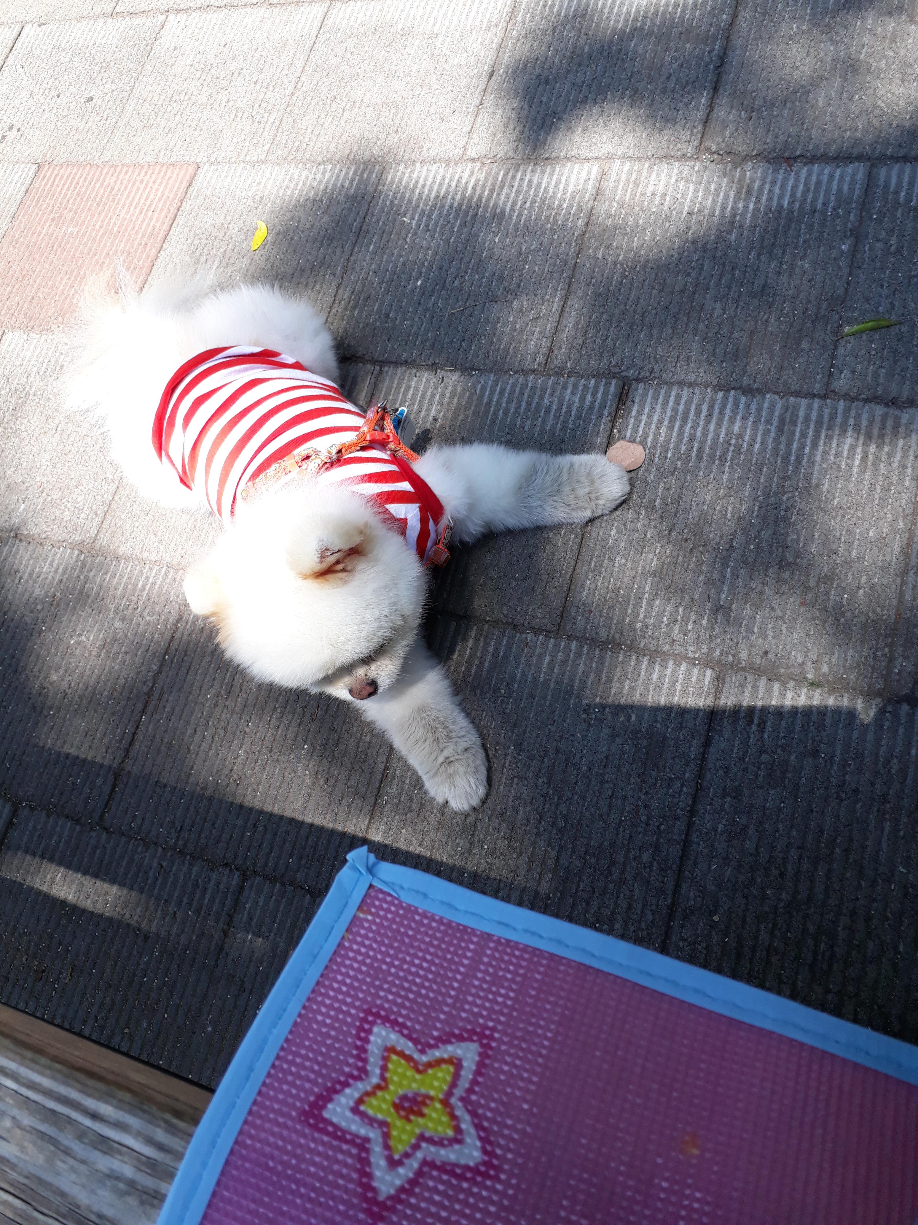 강아지가 싫어하는 행동 : 싫어하는 행동 23가지