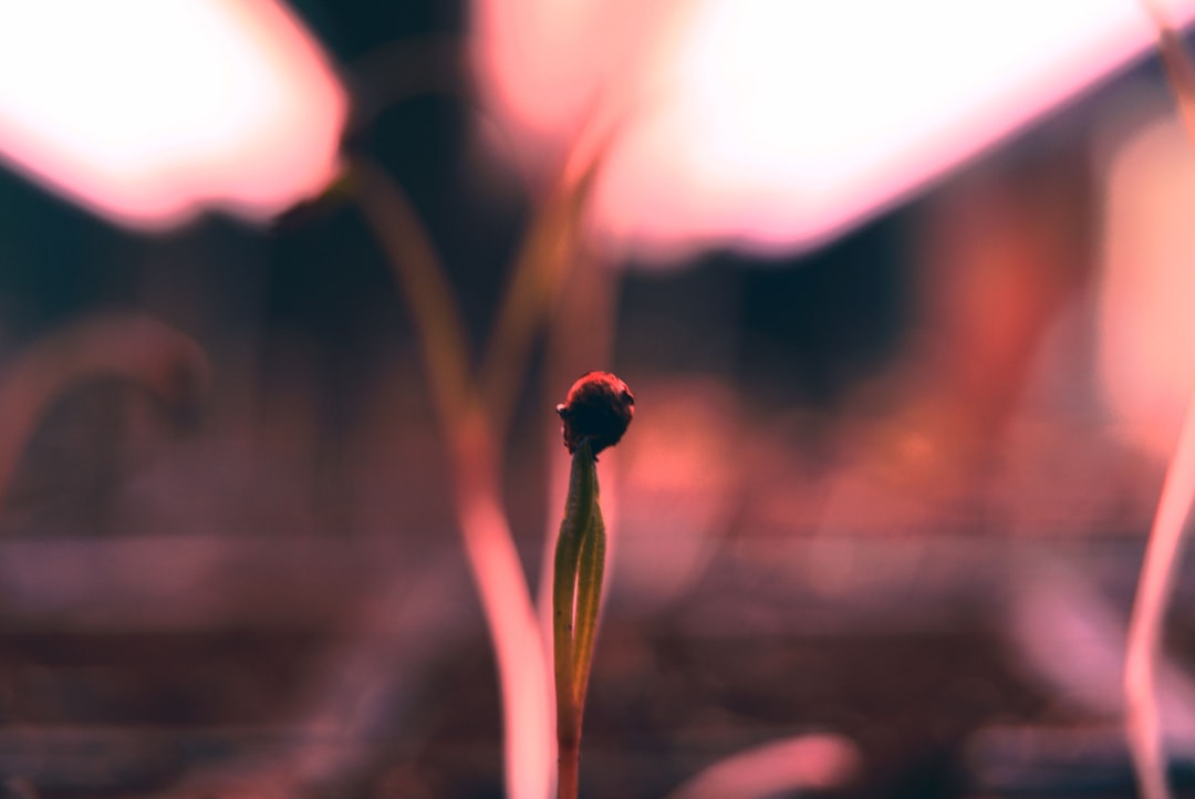 Growth.