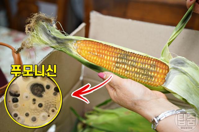 초당 옥수수 보관법,옥수수 검은색 검은점,팁줌