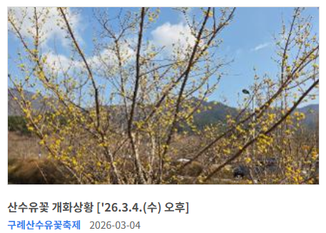 구례 산수유꽃 절정