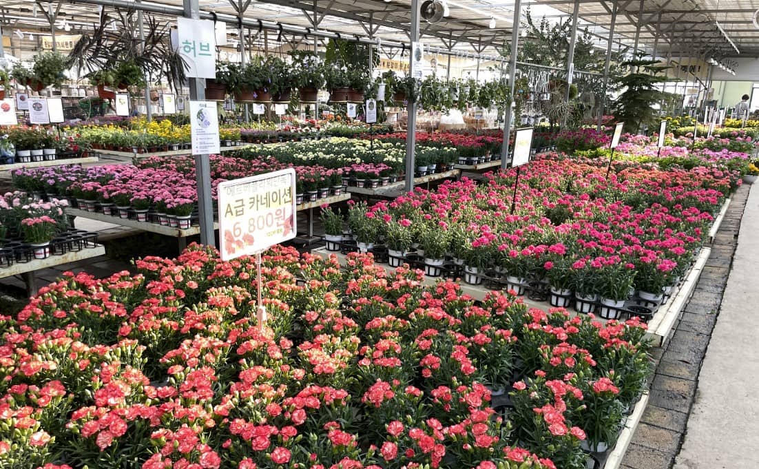 빨간색-카네이션-사진