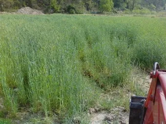 호밀 재배 가을 파종 추위 강함 사료용 수확_6