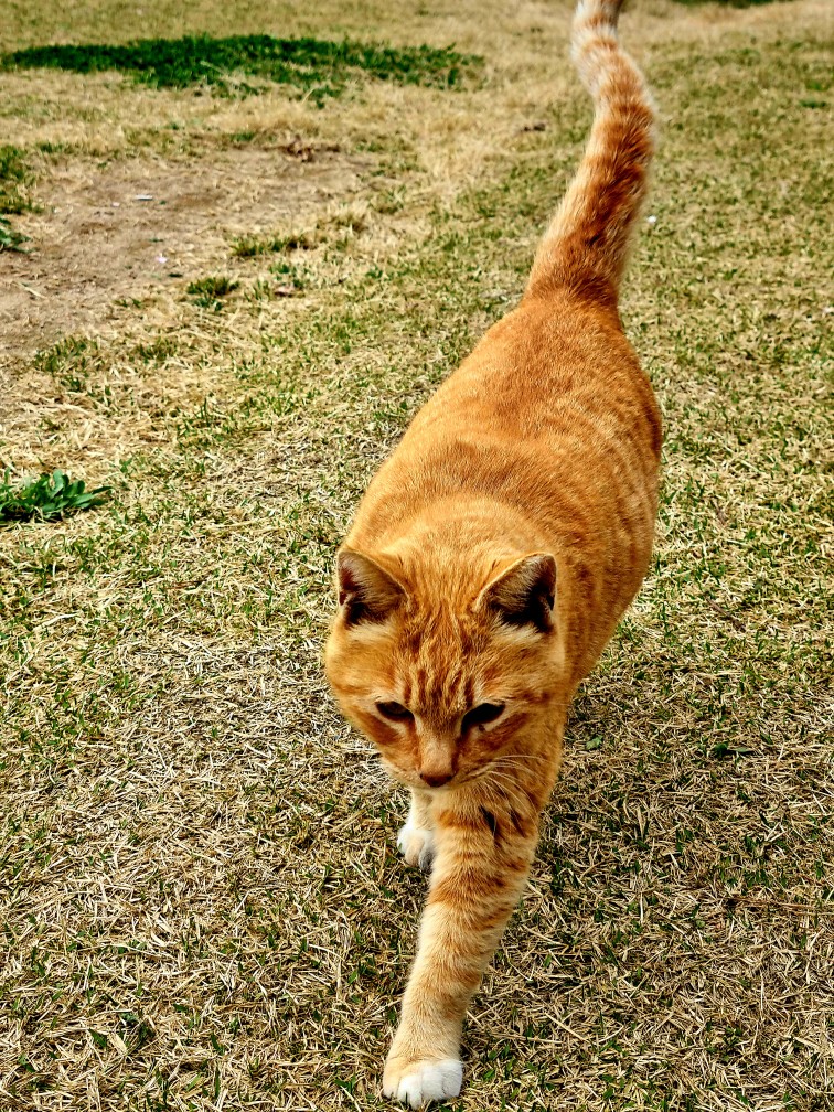 파주가볼만한 곳: 마롱리면사무소 카페, 율곡수목원 근처 정원 카페