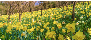 곤지암 화담숲 예약