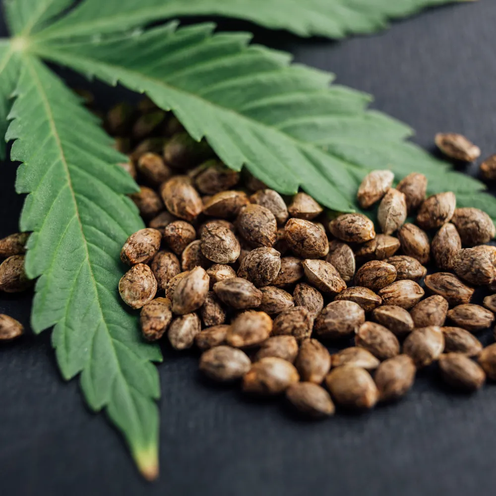 대마 종자유 먹는 방법