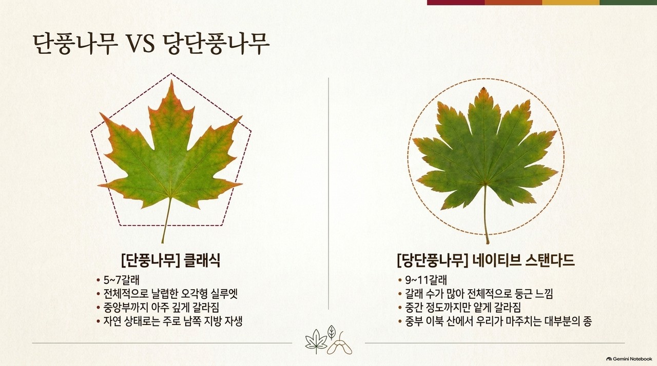 단풍나무와 당단풍나무 잎과 열매 비교