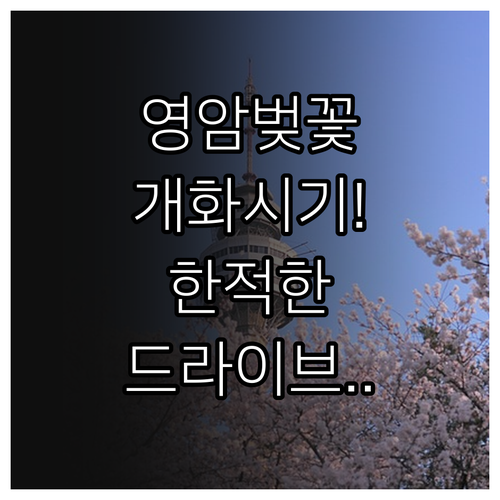 전남 영암 벚꽃 개화 예상 시기 및 ..