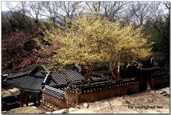 소쇄원 봄 앵두나무꽃 산수유 해당화 개화_6