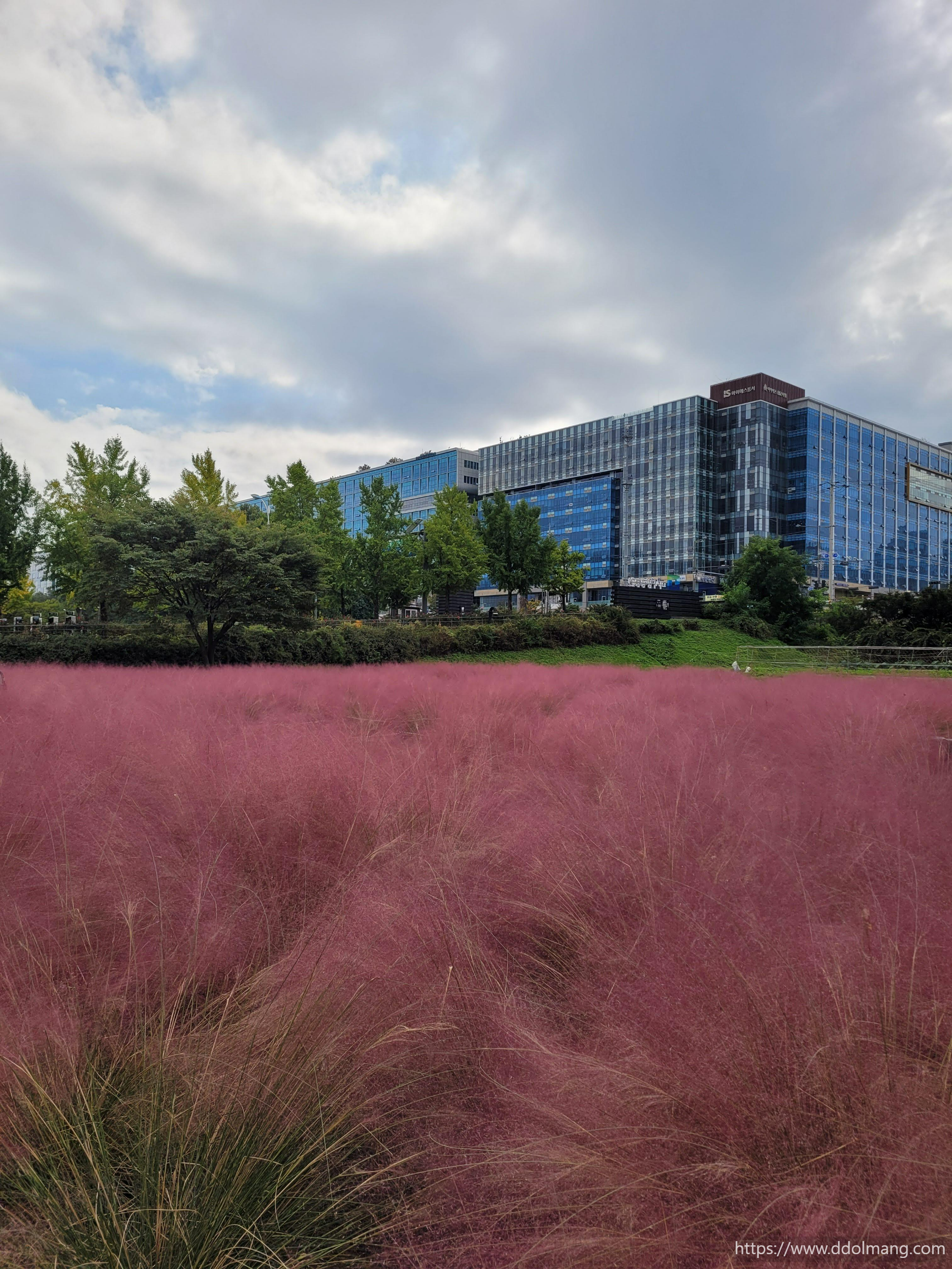 도시와 조화를 이룬 핑크뮬리