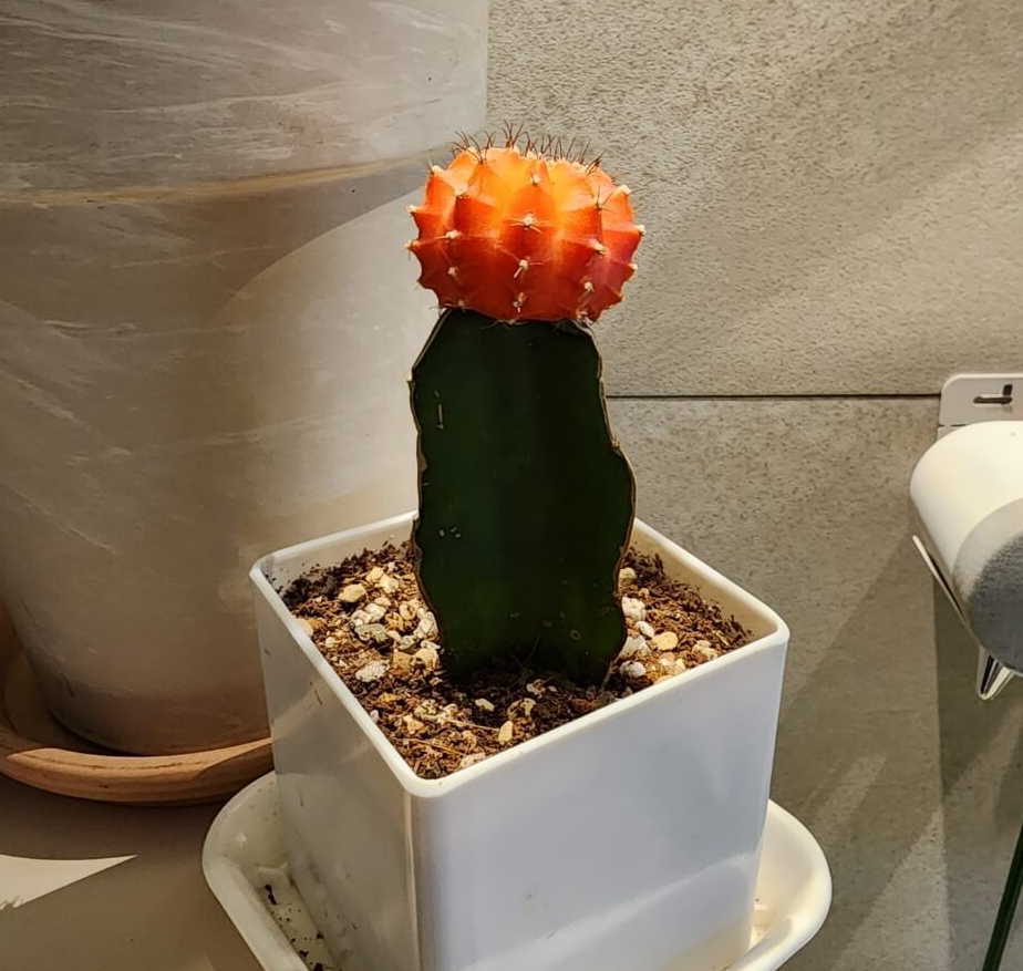 붉은 빛이 조명에 더 빛이나는 비모란선인장