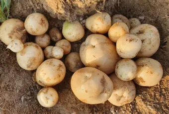 감자 싹나는 시기 파종 시기_17