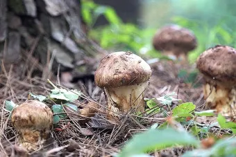 송이버섯 먹는법 요리법을 정리_16