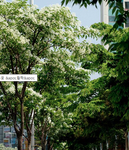 전주 이팝나무 축제