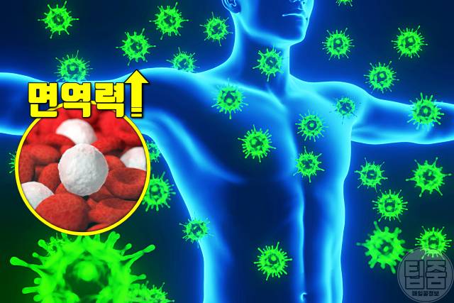 홍삼 효능 면역력 홍삼 먹으면 안되는 사람 홍삼부작용