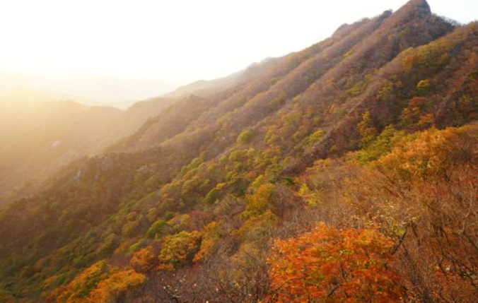 2025 계룡산 단풍 절정 시기 &amp; 등산코스 추천 안내 ❘ 충남 가을 명소