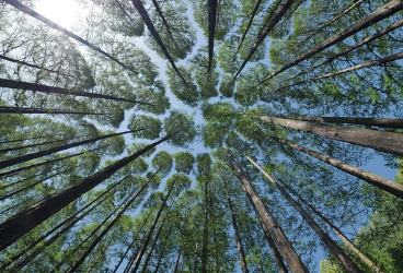 국립자연휴양림-예약방법-성수기