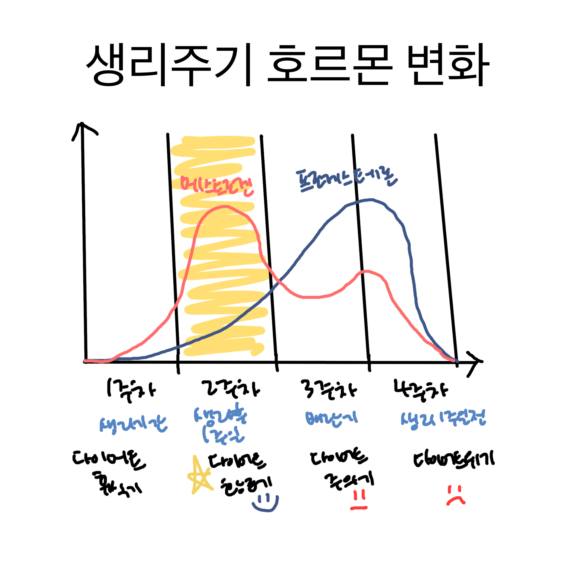생리주기에 따른 호르몬 변화 그래프