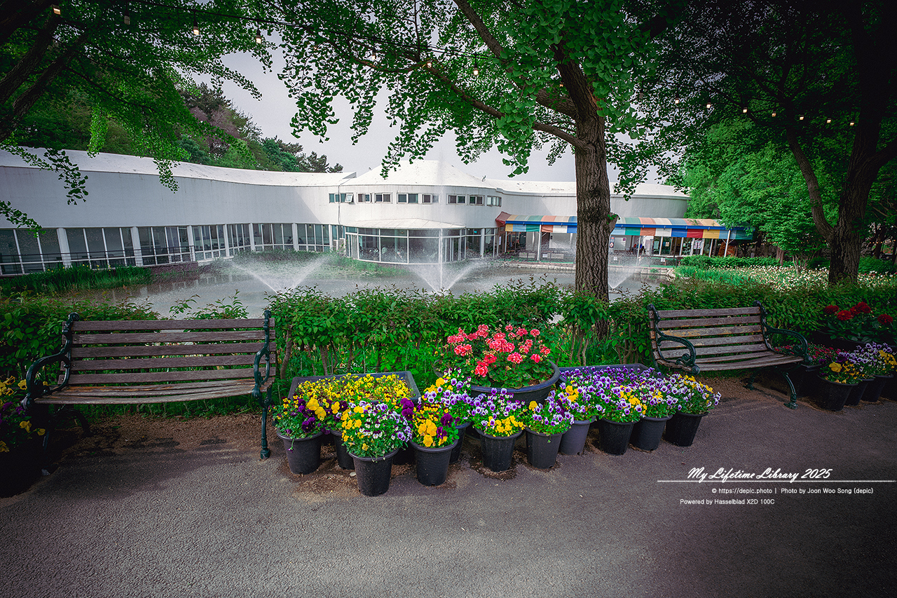 #봄 #꽃 #튤립 #아산 #피나클랜드